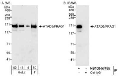 Western Blot: Atad5 Antibody [NB100-57495]