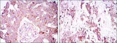 Immunohistochemistry-Paraffin: Ataxin 1 Antibody (2F5) - BSA Free [NBP1-51689]