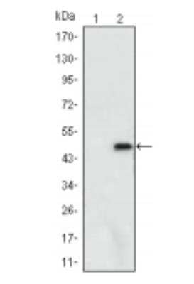 Western Blot: Ataxin 1 Antibody (2F5)BSA Free [NBP1-51689]