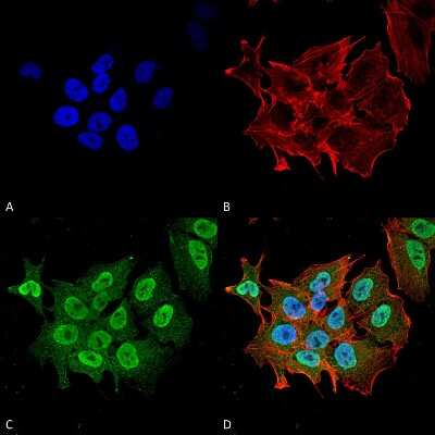 Immunocytochemistry/ Immunofluorescence: Ataxin 1 Antibody (S76-8) [NBP2-42186]