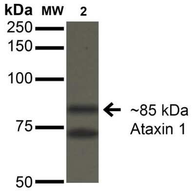 Western Blot: Ataxin 1 Antibody (S76-8) [NBP2-42186]