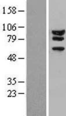 Western Blot: Ataxin 1 Overexpression Lysate [NBP2-11122]