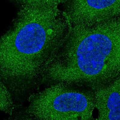 Immunocytochemistry/ Immunofluorescence: Ataxin-10 Antibody [NBP2-14336]