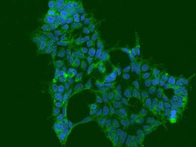 Immunocytochemistry/ Immunofluorescence: Ataxin-10 Antibody [NBP2-97393]