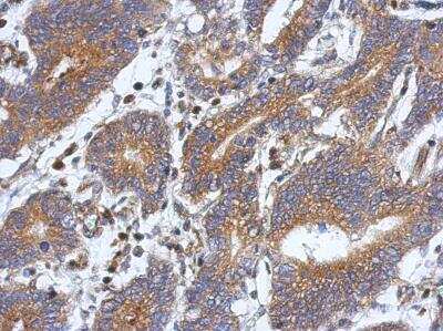 Immunohistochemistry-Paraffin: Ataxin-10 Antibody [NBP2-15493]