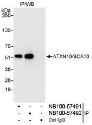 Immunoprecipitation: Ataxin-10 Antibody [NB100-57491]