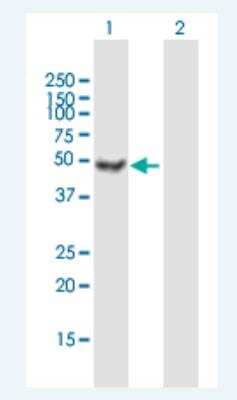 Western Blot: Ataxin-10 Antibody [H00025814-B01P-50ug]