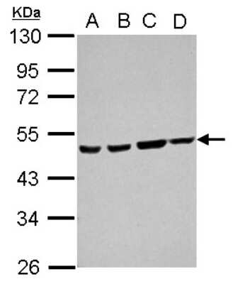 Western Blot: Ataxin-10 Antibody [NBP2-15493]