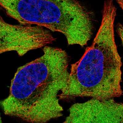 Immunocytochemistry/ Immunofluorescence: Ataxin-2-like protein Antibody [NBP2-57973]