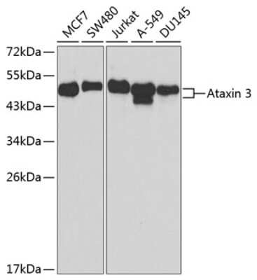 Western Blot: Ataxin-3 AntibodyBSA Free [NBP2-92611]