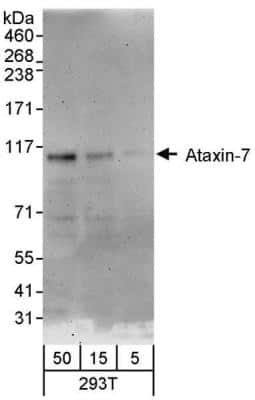 Western Blot: Ataxin 7 Antibody [NBP1-42657]