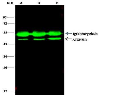 Immunoprecipitation: Ataxin 7-Like 3 Antibody [NBP2-99131]