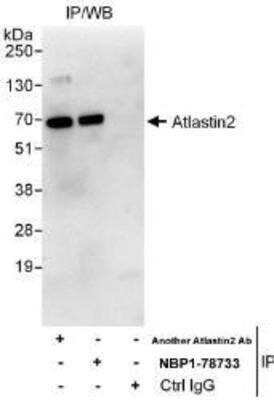 Immunoprecipitation: Atlastin-2 Antibody [NBP1-78733]