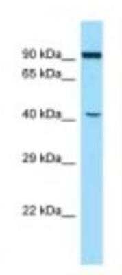 Western Blot: Atlastin-2 Antibody [NBP1-98394]