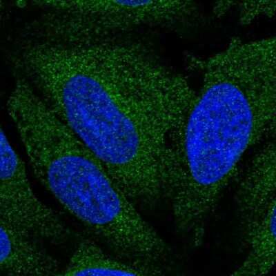 Immunocytochemistry/ Immunofluorescence: Atlastin-3 Antibody [NBP2-56000]
