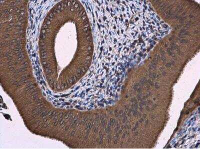 Immunohistochemistry-Paraffin: Atlastin-3 Antibody [NBP2-15508]