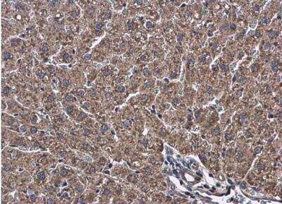 Immunohistochemistry-Paraffin: Atlastin-3 Antibody [NBP2-15508]