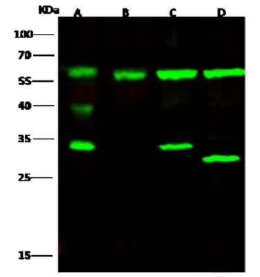 Western Blot: Atlastin-3 Antibody [NBP2-97067]