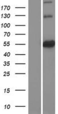 Western Blot: Atlastin-3 Overexpression Lysate [NBP2-07170]