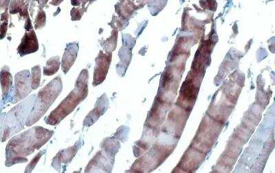 Immunohistochemistry-Paraffin: Atrial Natriuretic Peptide/ANP Antibody (GT1068) [NBP3-13605]