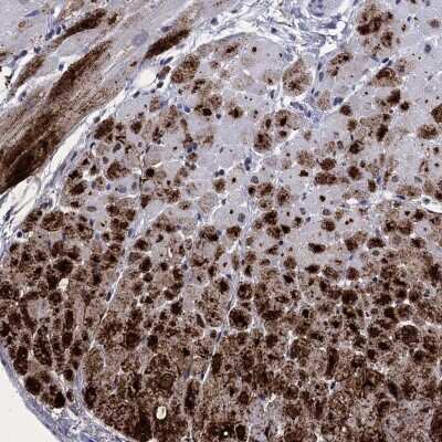 Immunohistochemistry-Paraffin: Atrial Natriuretic Peptide/ANP Antibody [NBP3-17073]