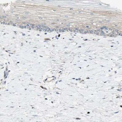 Immunohistochemistry-Paraffin: Attractin Antibody [NBP1-87967]