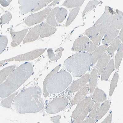 Immunohistochemistry-Paraffin: Attractin Antibody [NBP1-87967]