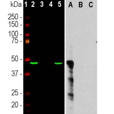 Western Blot: Aurora A Antibody (1A11) [NBP2-50040]