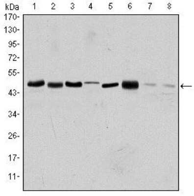 Western Blot: Aurora A Antibody (1F8)Azide and BSA Free [NBP2-80587]