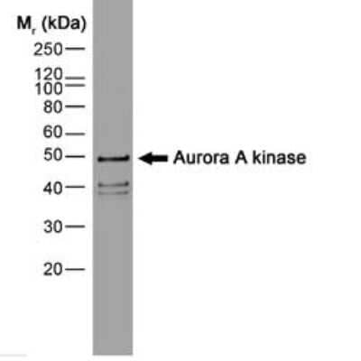 Western Blot: Aurora A Antibody (35C1)BSA Free [NB100-1641]