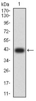 Western Blot: Aurora A Antibody (4H5A8)BSA Free [NBP2-61694]