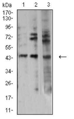 Western Blot: Aurora A Antibody (4H5A8)BSA Free [NBP2-61694]