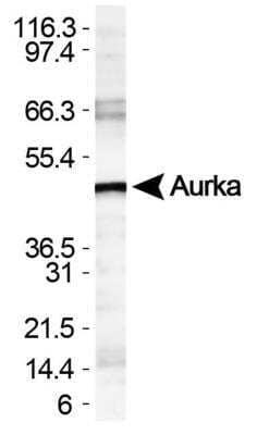 Western Blot: Aurora A AntibodyBSA Free [NBP1-51843]