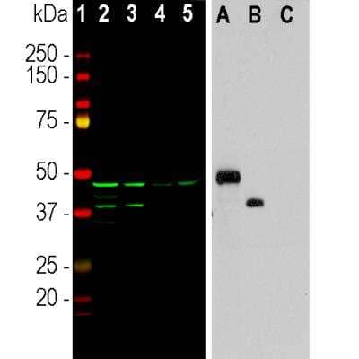 Western Blot: Aurora A/B Antibody (3H1) [NBP2-50043]