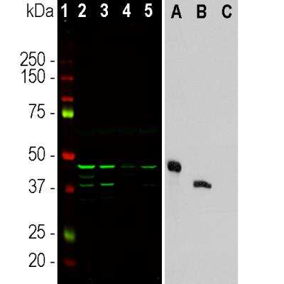 Western Blot: Aurora A/B Antibody (5A12) [NBP2-50049]