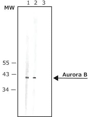 Western Blot: Aurora B AntibodyBSA Free [NB100-294]