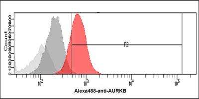Flow Cytometry: Aurora B Antibody (2B1) - BSA Free [NBP1-74027]