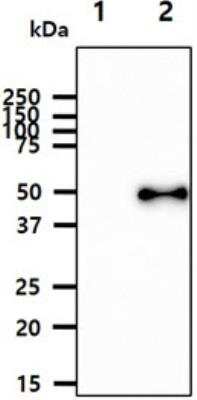 Western Blot: Aurora B Antibody (2B1)BSA Free [NBP1-74027]