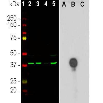 Western Blot: Aurora B Antibody (3F11) [NBP2-50039]