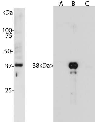 Western Blot: Aurora B Antibody (6G2) [NBP2-50054]