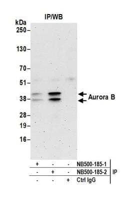 Immunoprecipitation: Aurora B Antibody [NB500-185]