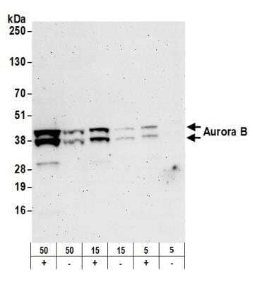 Western Blot: Aurora B Antibody [NB500-185]