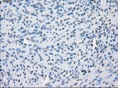 Immunohistochemistry-Paraffin: Aurora C Antibody (OTI2B7) [NBP1-47663]