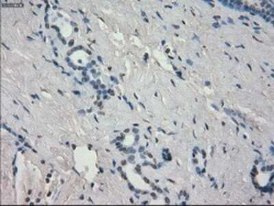 Immunohistochemistry: Aurora C Antibody (OTI2B7) - Azide and BSA Free [NBP2-71303]