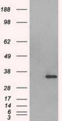 Western Blot: Aurora C Antibody (OTI2B7)Azide and BSA Free [NBP2-71303]