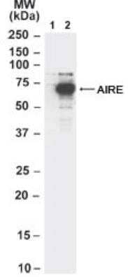 Western Blot: Autoimmune Regulator/AIRE Antibody [NB100-40799]