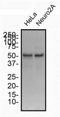 Western Blot: Autophagy Antibody Pack [NB910-94159]