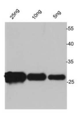 Western Blot: Avi Epitope Tag Antibody [NBP2-67172]