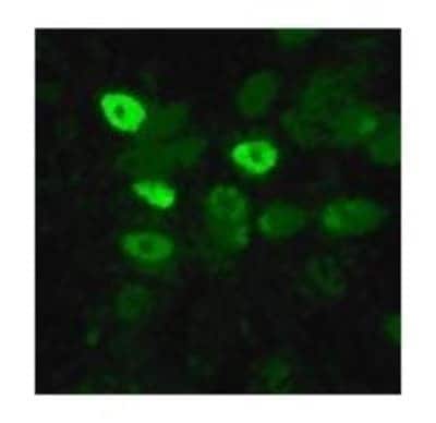 Immunocytochemistry/ Immunofluorescence: Avian Influenza A H6N1 Nucleoprotein Antibody [NB100-56572]
