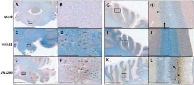Immunohistochemistry: Avian Influenza A H6N1 Nucleoprotein Antibody [NB100-56572]
